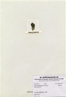 藏品(蘚狀束藻)的圖片